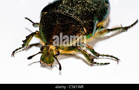 Leiter des schwarzen Käfer in der linken oberen Ecke auf weißem Hintergrund Stockfoto