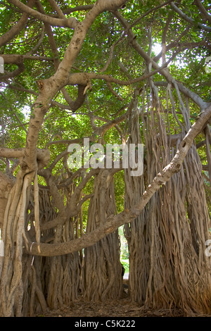 Banyan Baum Zweige auf dem Campus der American University in Beirut, Libanon Stockfoto