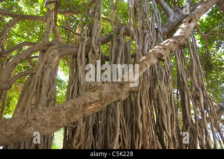 Banyan Baum Zweige auf dem Campus der American University in Beirut, Libanon Stockfoto