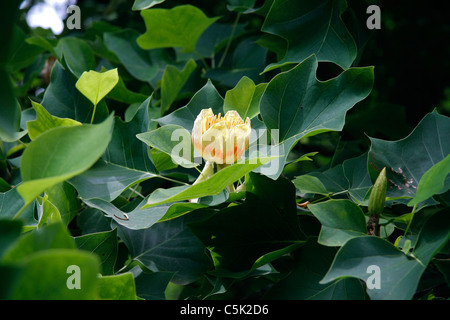 Tulpenbaum (Liriodendron Tulipifera) Blume. Stockfoto