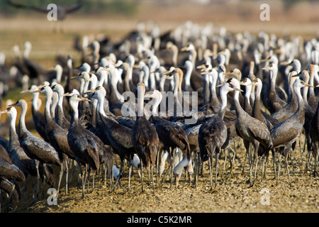 Mit Kapuze Kran Grus Monacha, Überwinterung in Japan Stockfoto