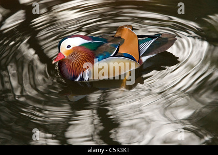 Mandarin Duck, Aix Galericulata, Hokkaido, Japan Stockfoto