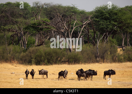 Eine Herde von Gnus (Connochaetes Taurinus) in Hwange-Nationalpark, Simbabwe. Stockfoto