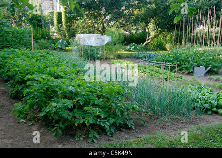 Ein Gemüsegarten, Gemüse Grundstücke: Kartoffeln, Schalotten, Spinat, Salat, Kartoffeln, Tomaten... Stockfoto