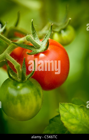 Nahaufnahme von roten und grünen Tomaten Reifen an Rebstöcken Stockfoto