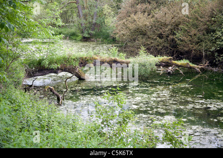 See auf dem Gelände des Traquair House, Innerleithen, Gunion Schottland UK Stockfoto