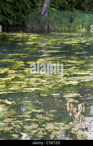 See auf dem Gelände des Traquair House, Innerleithen, Gunion Schottland UK Stockfoto