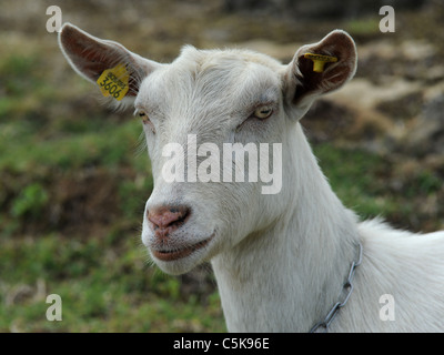 Eine weiße Ziege namens British Saanen mit einem sauberen weißen Gesicht. Stockfoto