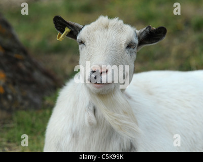 Eine glückliche kleine Ziegenbock lächelnd Stockfoto