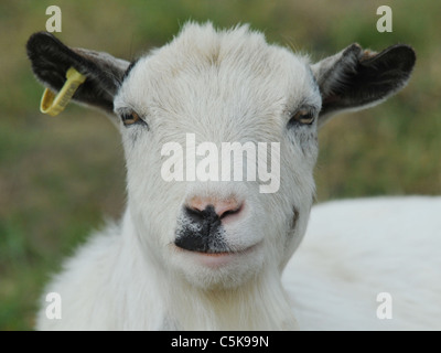 Ein glücklich lächelnd Ziegenbock Stockfoto