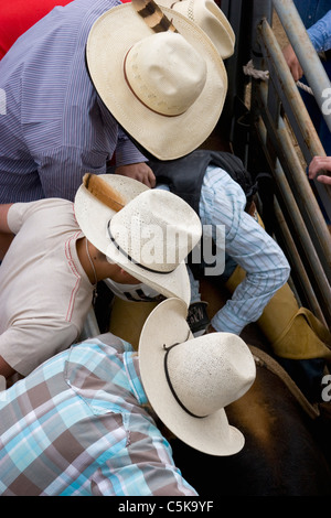 Cowboys beobachten, wie ein Stier für den nächsten wilden Ritt bereit ist. Stockfoto