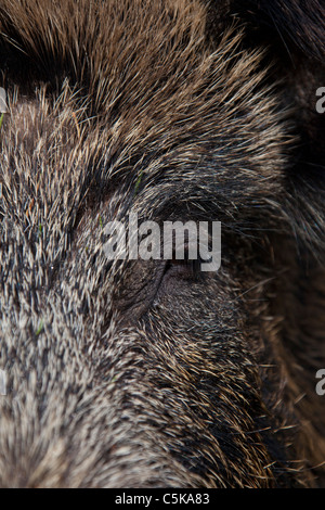 Wildschwein (Sus Scrofa) Nahaufnahme der Mantel von Sau, Deutschland Stockfoto