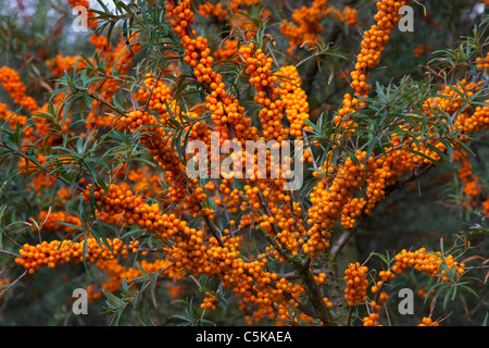 Common-Sanddorn (Hippophae Rhamnoides) Zweig mit reifen Beeren, Deutschland Stockfoto