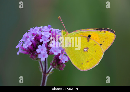 Gelben Schmetterling getrübt; Colias Croceus; auf Eisenkraut Blume Stockfoto