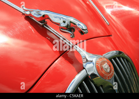 Die Front eines Jaguar-Autos mit Schwerpunkt auf dem Jaguar Kühlerfigur Katze springen. Stockfoto