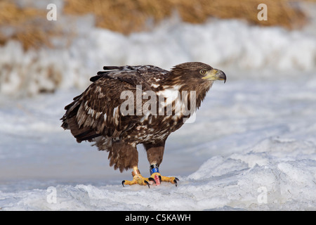 Junge Seeadler Farbe-beringt / Sea Eagle / Erne (Haliaeetus Horste) mit Farbstreifen auf Beine im Winter, Deutschland Stockfoto