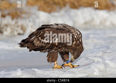 Junge Seeadler Farbe-beringt / Sea Eagle / Erne (Haliaeetus Horste) mit Farbstreifen auf Beine im Winter, Deutschland Stockfoto