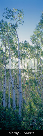 Vertikale Stellung der Espe Bäume mit der Sonne durch die Bäume in Telluride, Colorado. Stockfoto