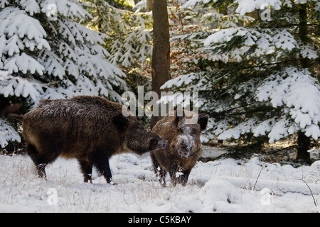 Zwei Wildschweine (Sus Scrofa) treffen im Kiefernwald im Schnee im Winter, Deutschland Stockfoto