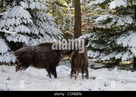 Zwei Wildschweine (Sus Scrofa) Kämpfe im Kiefernwald im Schnee im Winter, Deutschland Stockfoto