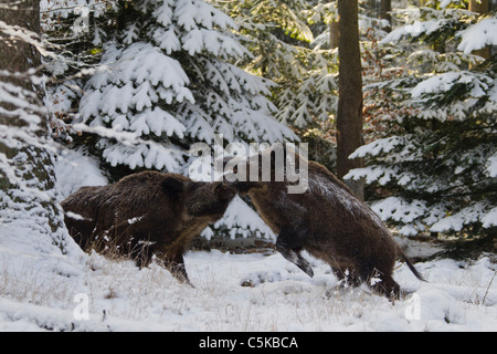 Zwei Wildschweine (Sus Scrofa) Kämpfe im Kiefernwald im Schnee im Winter, Deutschland Stockfoto