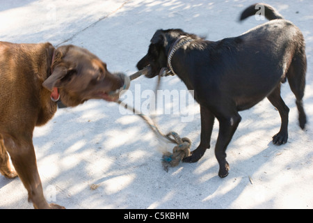 Hunde spielen Tauziehen mit Seil Stockfoto