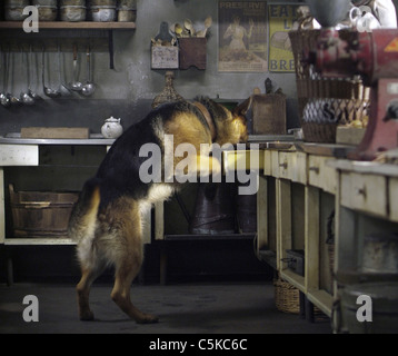 Diagnose Rin Tin Tin Jahr: 2007 USA Regie: Danny Lerner Stockfoto