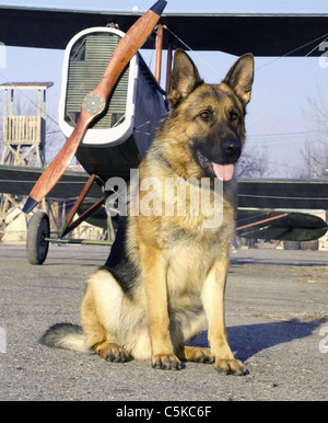 Diagnose Rin Tin Tin Jahr: 2007 USA Regie: Danny Lerner Stockfoto