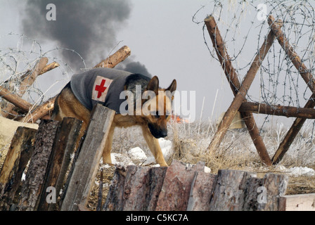 Diagnose Rin Tin Tin Jahr: 2007 USA Regie: Danny Lerner Stockfoto