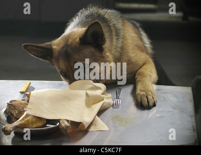 Diagnose Rin Tin Tin Jahr: 2007 USA Regie: Danny Lerner Stockfoto