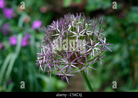Alium hollandicum 'Purple Sensation' (Persisch Zwiebel oder Knoblauch). Stockfoto