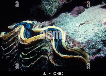 Kleinen Riesenmuschel (Tridacna Maxima) Mantel auf Korallenriff Bett auszusetzen. Ägypten, Rotes Meer Stockfoto