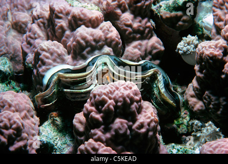 Eine kleine Riesenmuschel (Tridacna Maxima) eingebettet in einem Korallen-Bett. Ägypten, Rotes Meer Stockfoto