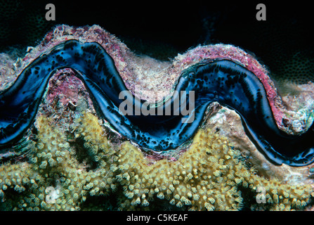 Kleinen Riesenmuschel (Tridacna Maxima) Mantel auf Korallenriff Bett auszusetzen. Ägypten, Rotes Meer Stockfoto