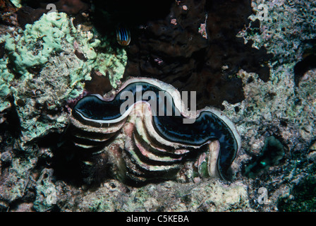 Kleinen Riesenmuschel (Tridacna Maxima) Mantel auf Korallenriff Bett auszusetzen. Ägypten, Rotes Meer Stockfoto