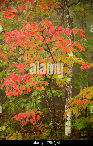 Roter Herbst farbige Blätter auf Ast. Stockfoto