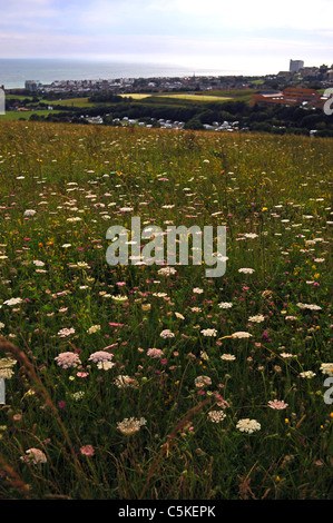 Wildblumenwiese auf den Downs im Sheepcote Valley in der Nähe von Brighton City Centre UK Stockfoto