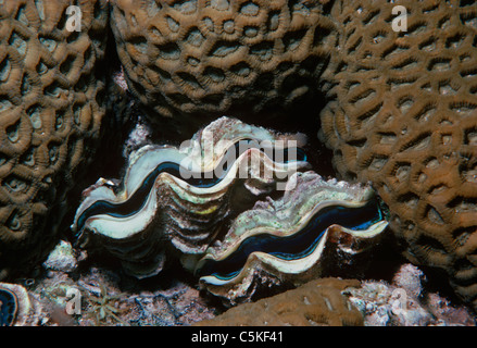 Eine kleine Riesenmuschel (Tridacna Maxima) eingebettet in einem Korallen-Bett. Ägypten, Rotes Meer Stockfoto