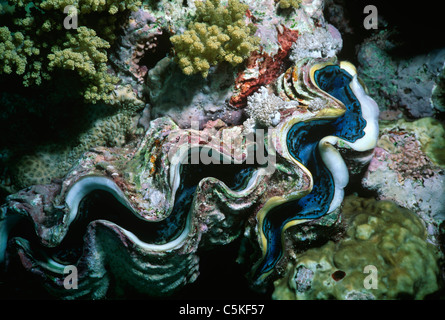 Kleinen Riesenmuschel (Tridacna Maxima) Mantel auf Korallenriff Bett auszusetzen. Ägypten, Rotes Meer Stockfoto