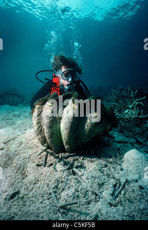 Taucher, die Prüfung einer geriffelten Riesenmuschel (Tridacna Squamosa) an einem Korallenriff. Palau, Mikronesien - Pazifischer Ozean Stockfoto