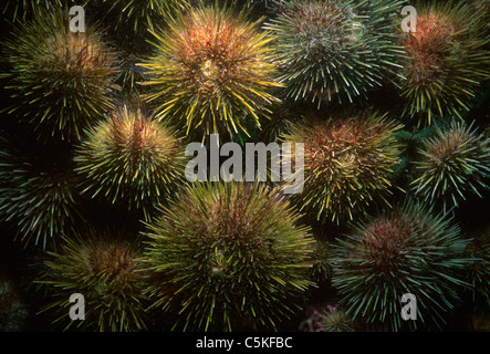 Green Sea Urchins (Stronglyocentrotus Droebachiensis) Aufräumvorgang auf Unterseite. Massachusetts, USA, Atlantik Stockfoto