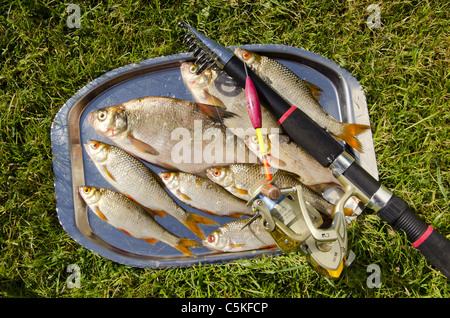 Fangfrische Fische Metalltablett aufsetzen. Stockfoto