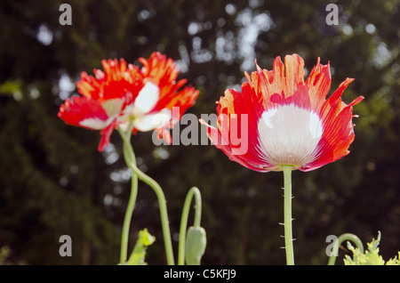 Schöne rot-weiß gefärbt Mohn mit Wassertropfen auf sie. Stockfoto
