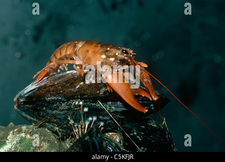Einjährigen amerikanischen Hummer (Häutung Americanus) fallend auf einer Muschel.  Massachusetts, USA Stockfoto