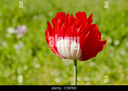 Schöne rote weiße farbige Mohnblume mit Wassertropfen drauf. Stockfoto