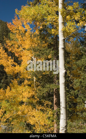 Vertikal von Espen im Herbst, Taos Ski Valley, New Mexico Stockfoto