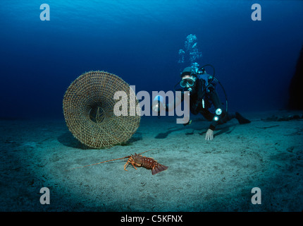 Ein Taucher beobachtet ein Langusten (Palinuridae) Richtung eine Hummerfalle.  Italien, Mittelmeer Stockfoto