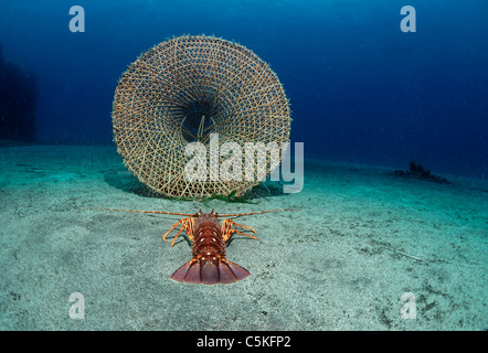 Der Geruch des Köders in eine Hummerfalle zieht ein Langusten (Palinuridae). Insel Ustica, Italien, Mittelmeer Stockfoto