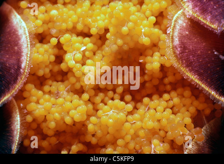 Eiern ein Langusten (Palinuridae) auf der Unterseite der Rute. Insel Ustica, Italien, Mittelmeer Stockfoto