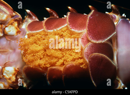 Eiern ein Langusten (Palinuridae) auf der Unterseite der Rute. Insel Ustica, Italien, Mittelmeer Stockfoto